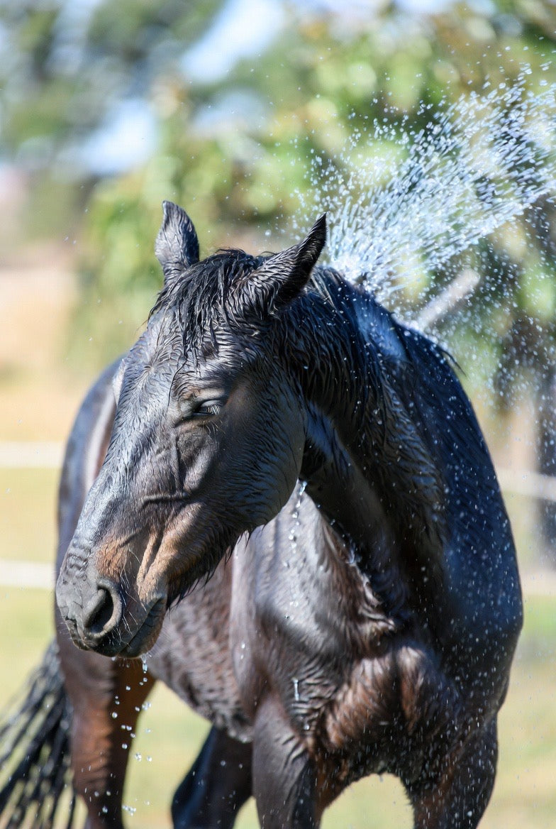 Electrolytes Plus™ | Hydration Vitamin Mineral Replenishment for Performance Horses