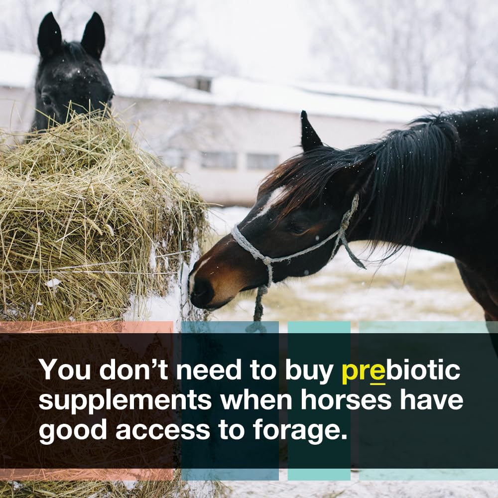 Micro-Encapsulated Probiotics for Horses - Premium Equine Digestive Health Supplement